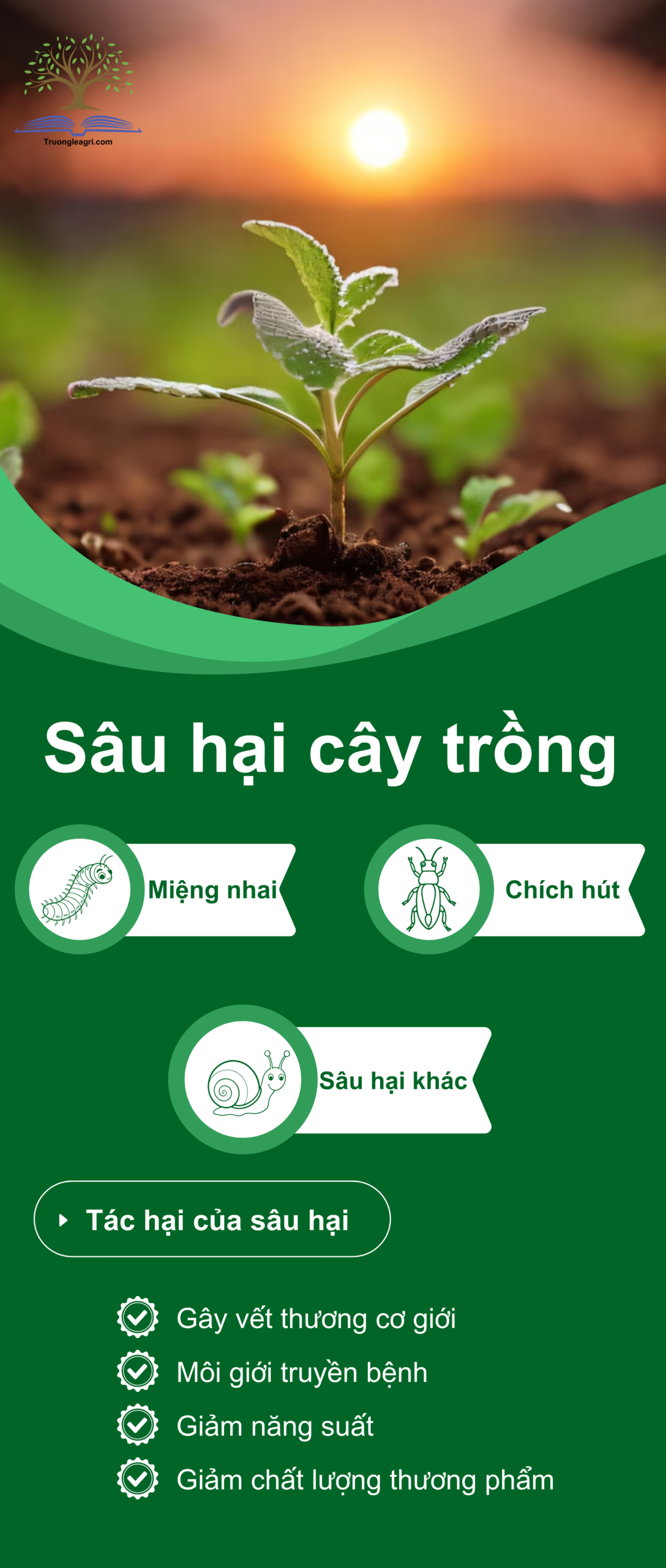  Tên của Banner 