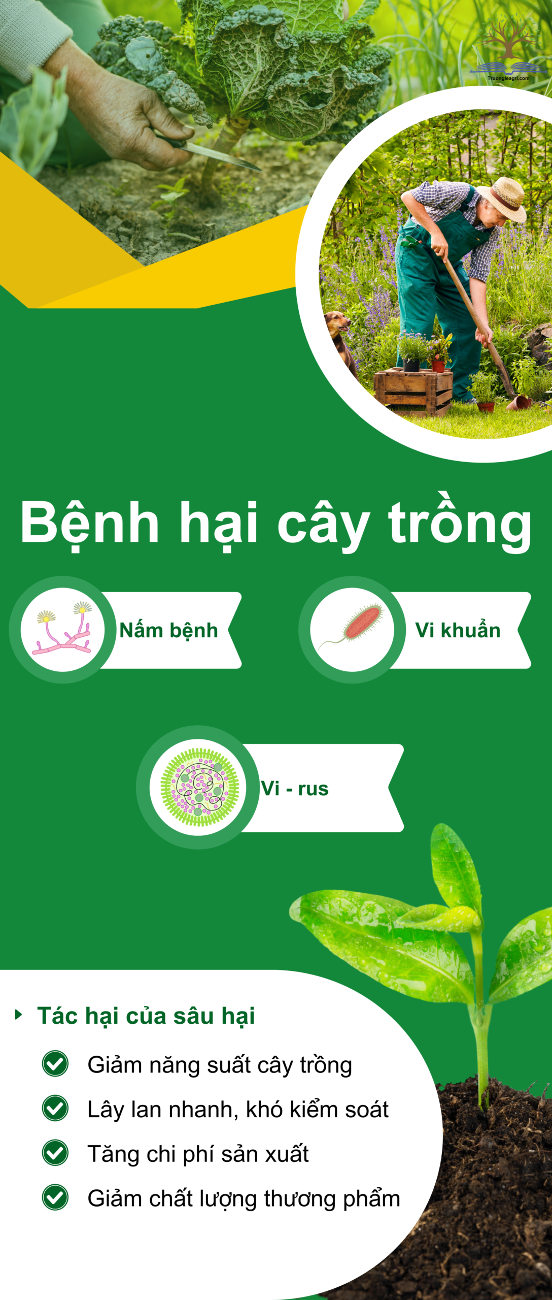  Tên của Banner 